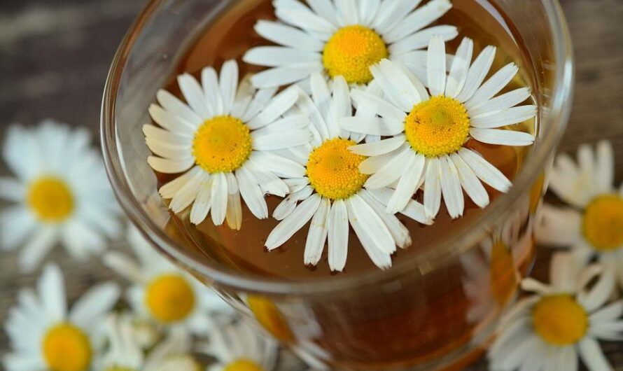 Rumianek – na co pomaga?