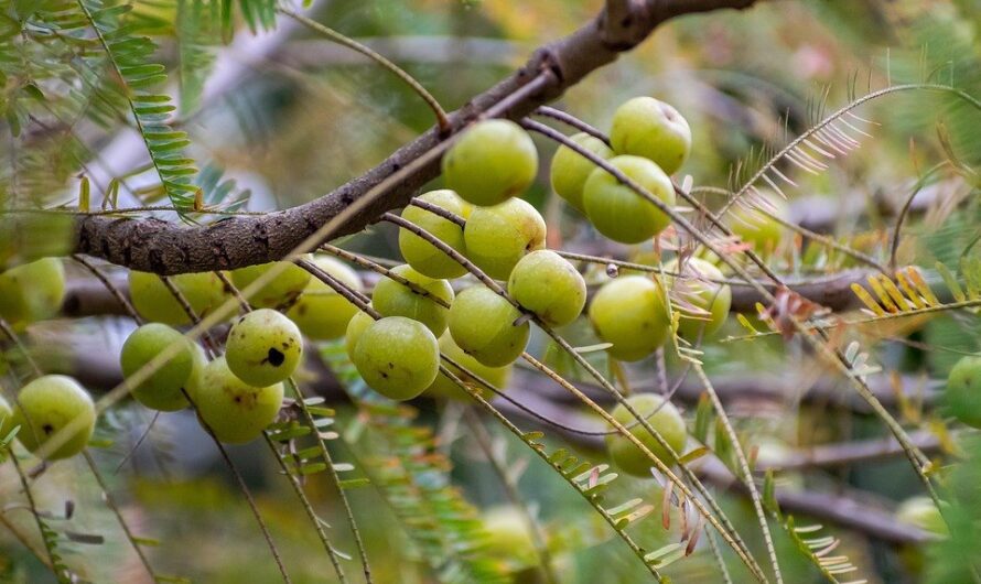 Amla (Agrest indyjski) – Właściwości i przeciwwskazania