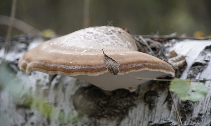 Białoporek brzozowy – Jak stosować? Jakie ma właściwości?