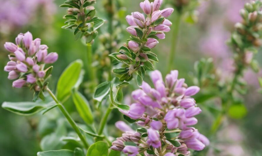 Kozieradka – czy powoduje skutki uboczne?