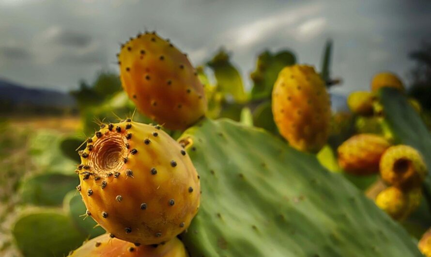 Opuncja figowa – jakie ma właściwości i na co pomaga?