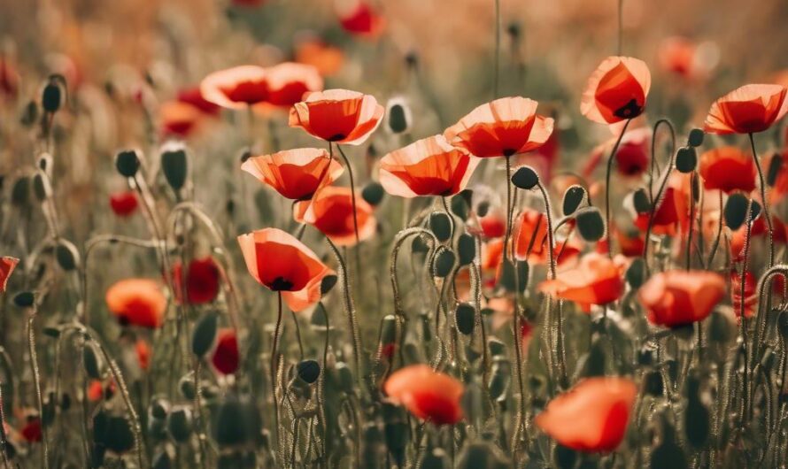 Przypowieść o maku – kruchość życia i Boża opatrzność