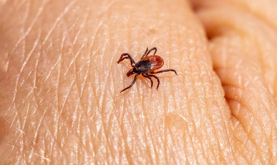 Czy zioła mogą pomóc na borelizę? Czym jest protokół Buhnera