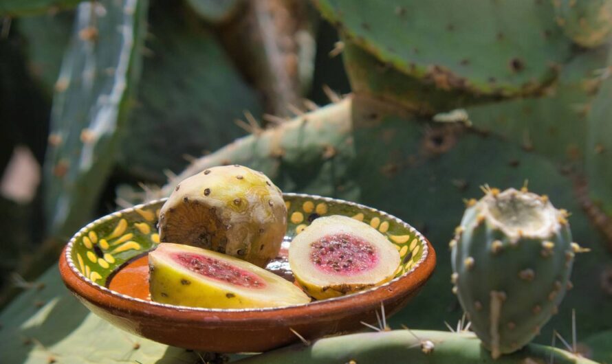 Olej z opuncji figowej – cudowny sposób na zmarszczki