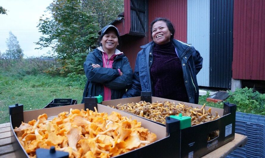 Grzyby jadalne i ich potężna moc lecznicza – które jeść?