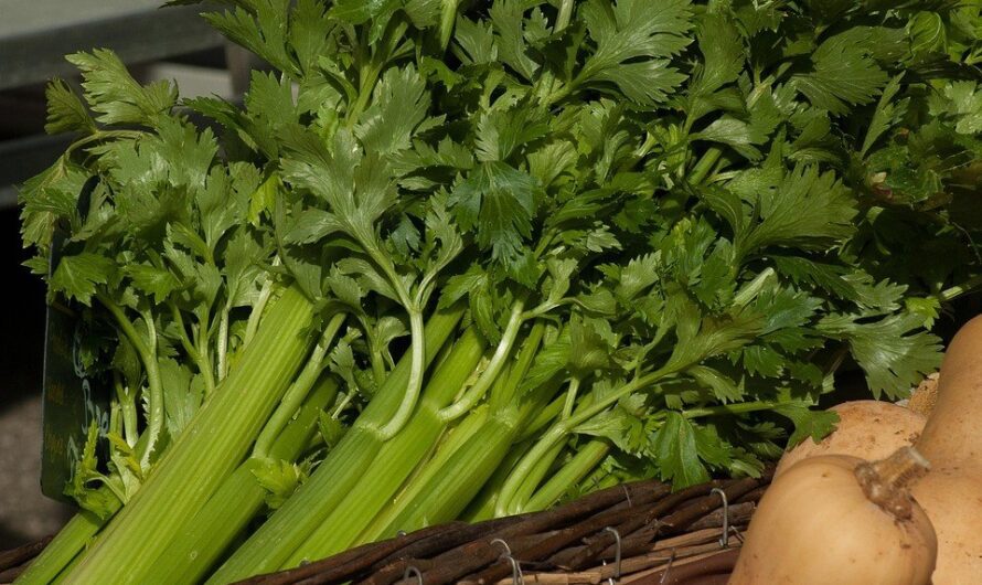 Seler naciowy – naturalna viagra i nie tylko – właściwości